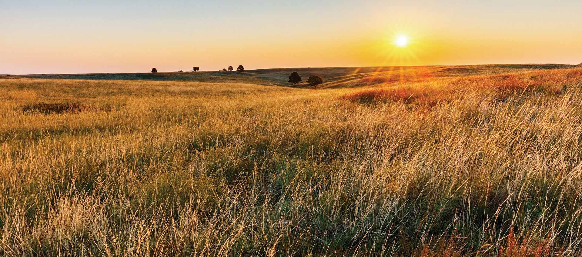 Star Native Grass Mixes