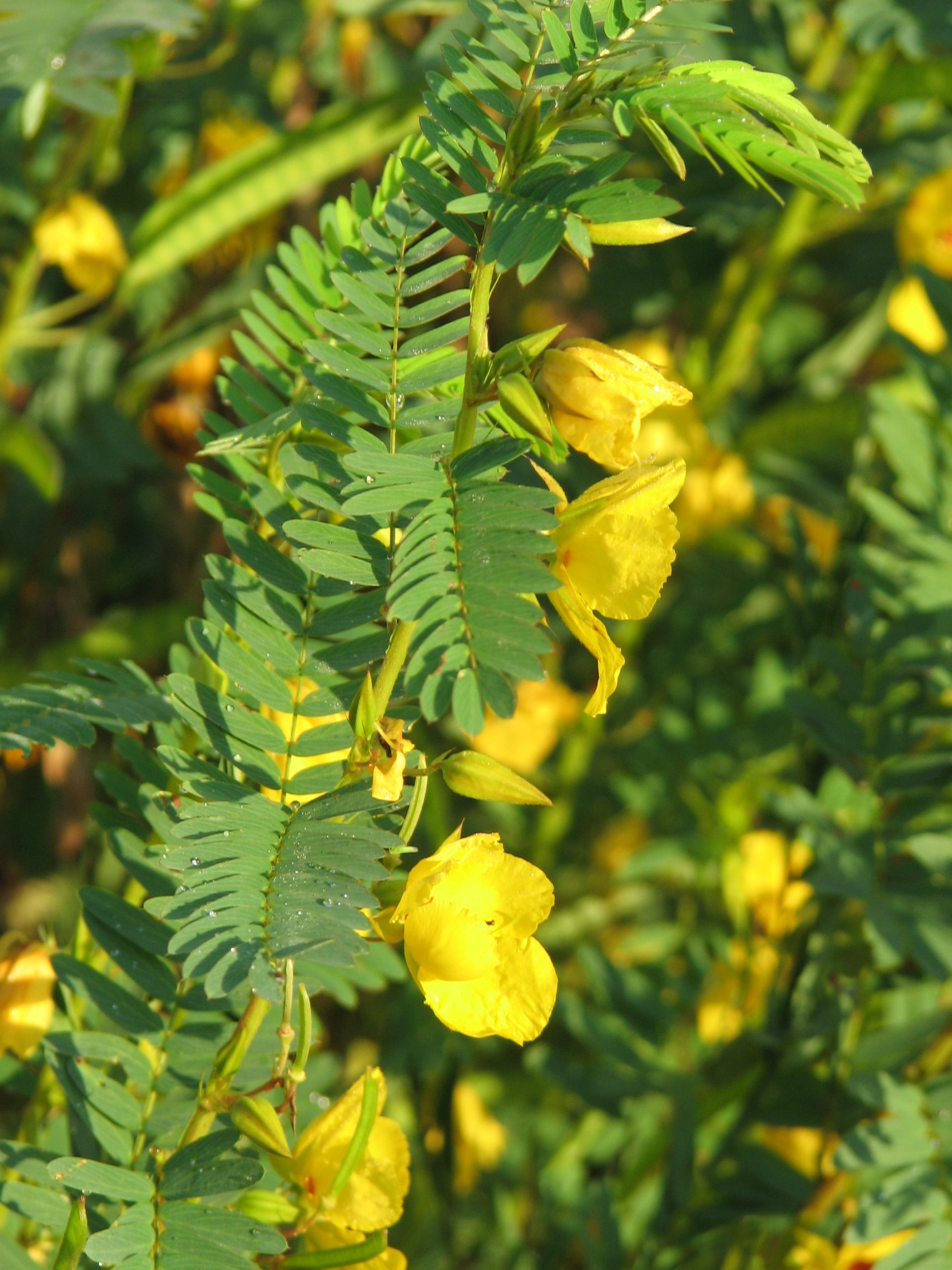 Showy Partridge Pea