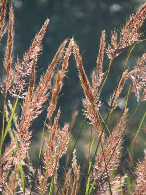 Indiangrass