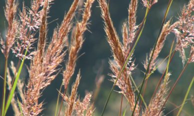 Native Grass