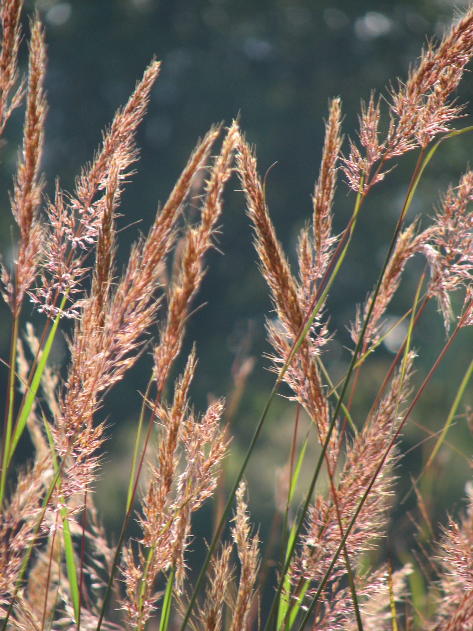 Indiangrass