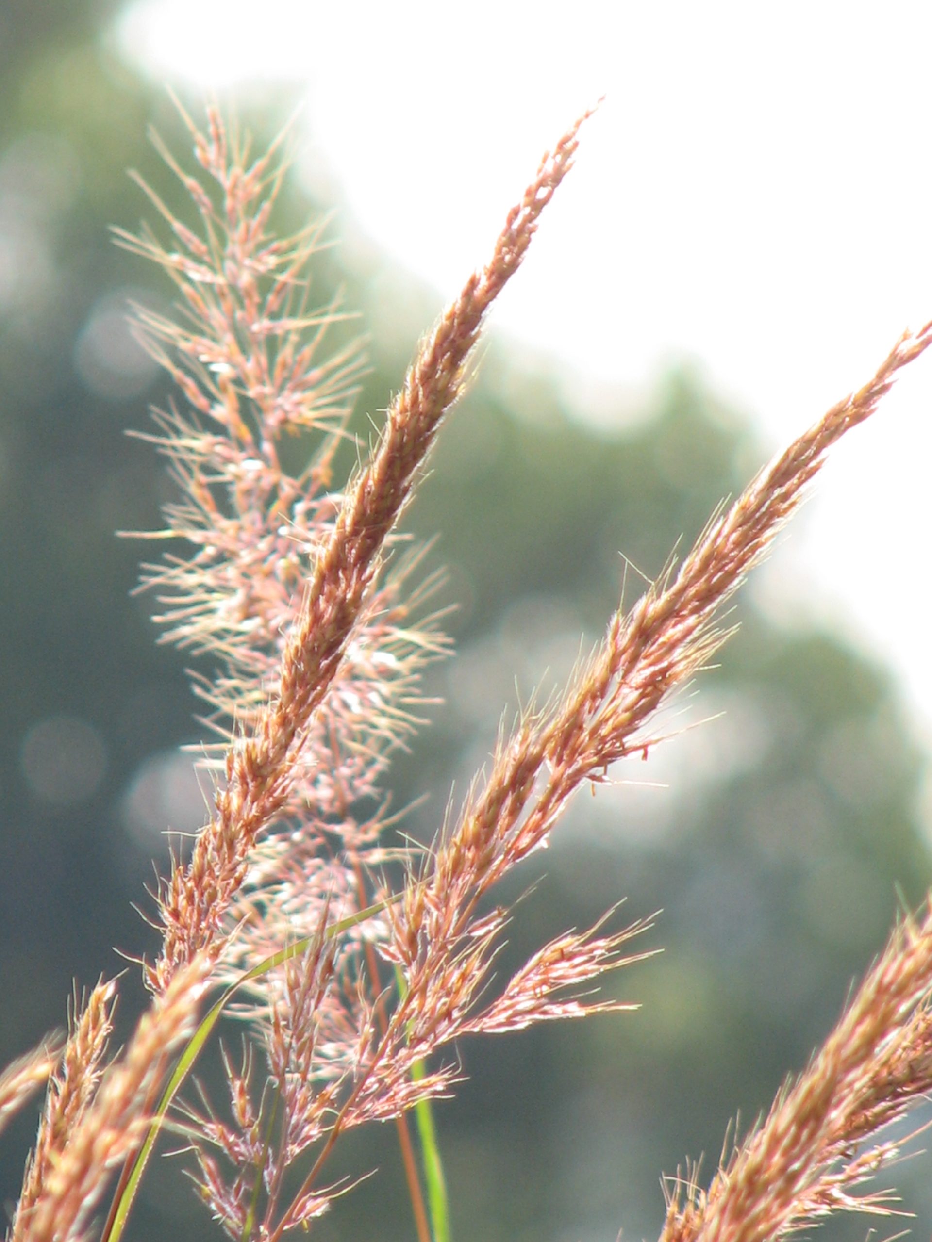 Indiangrass - Image 4
