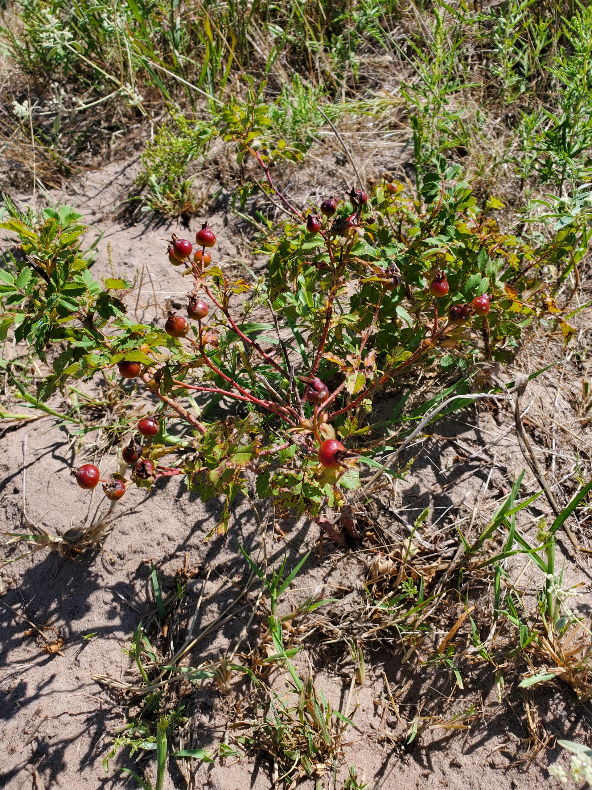 Arkansas Rose - Image 3