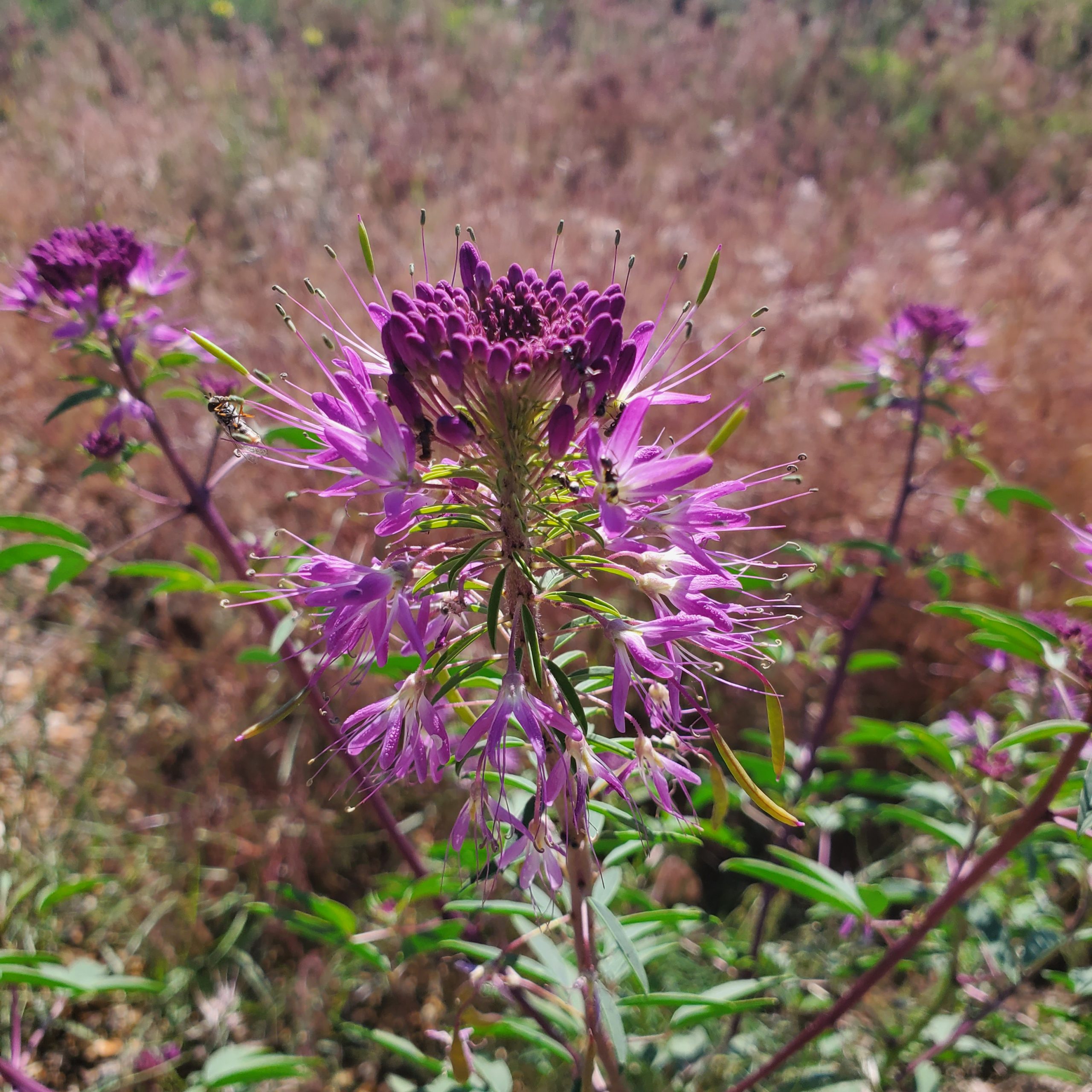 Rocky Mountain Bee Plant - Image 5