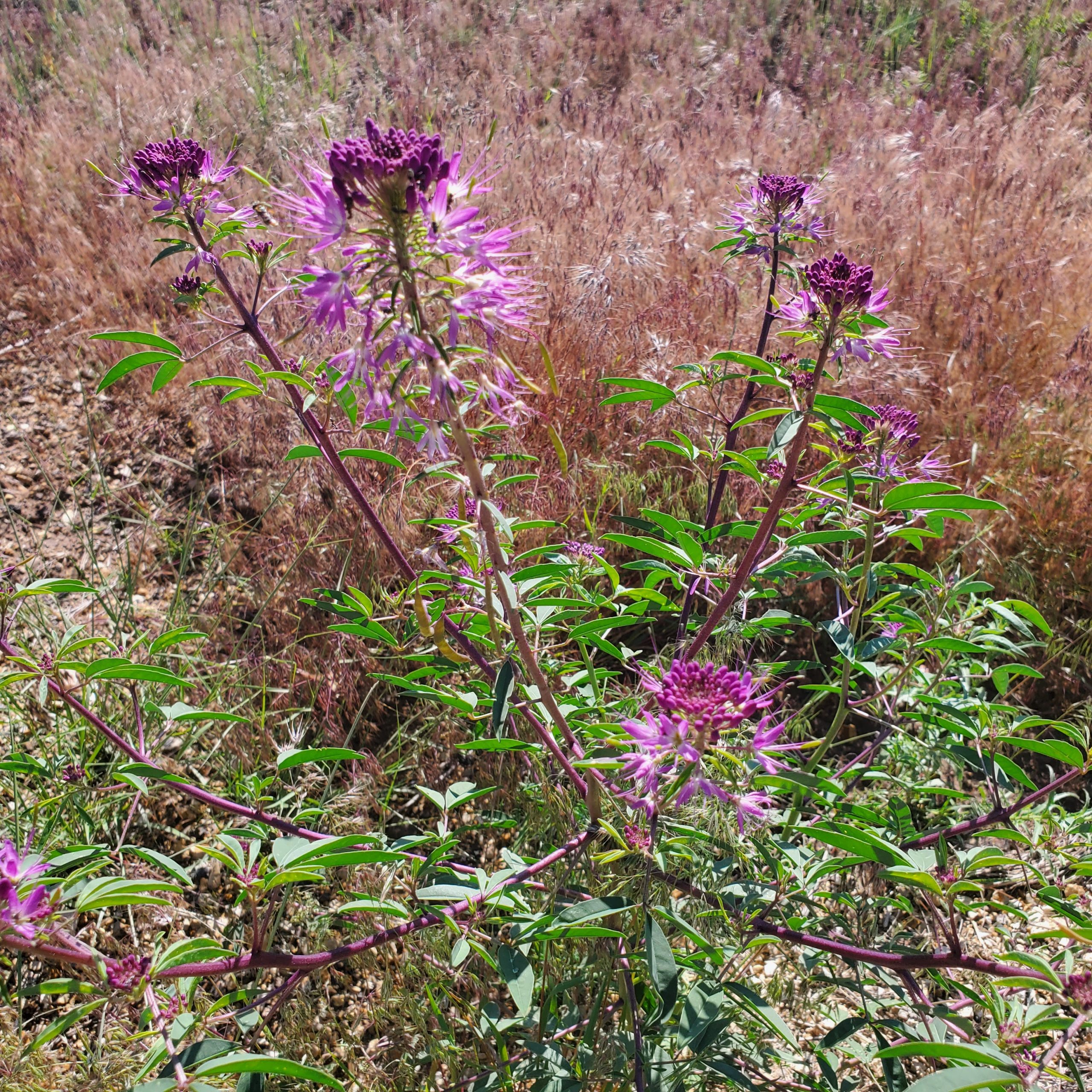 Rocky Mountain Bee Plant - Image 4