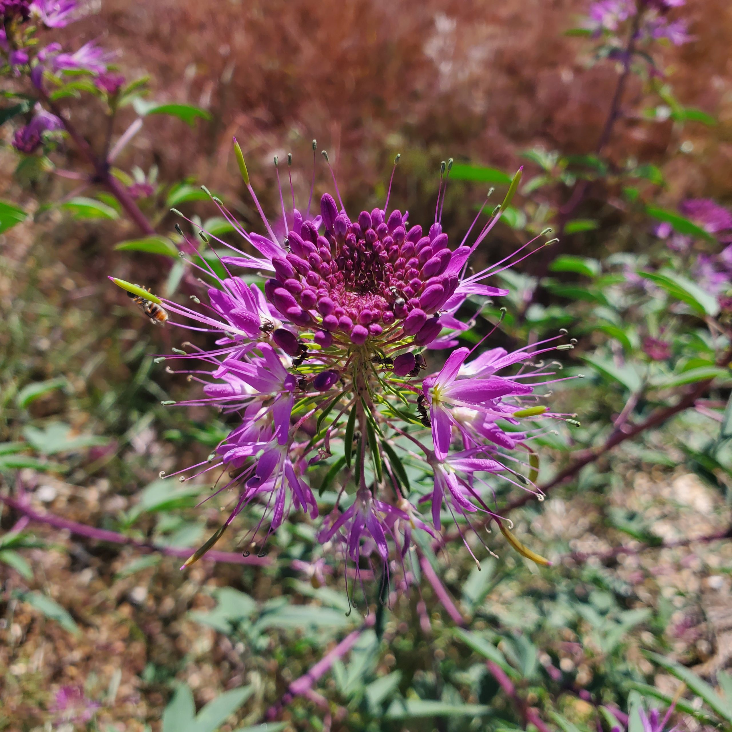 Rocky Mountain Bee Plant - Image 3