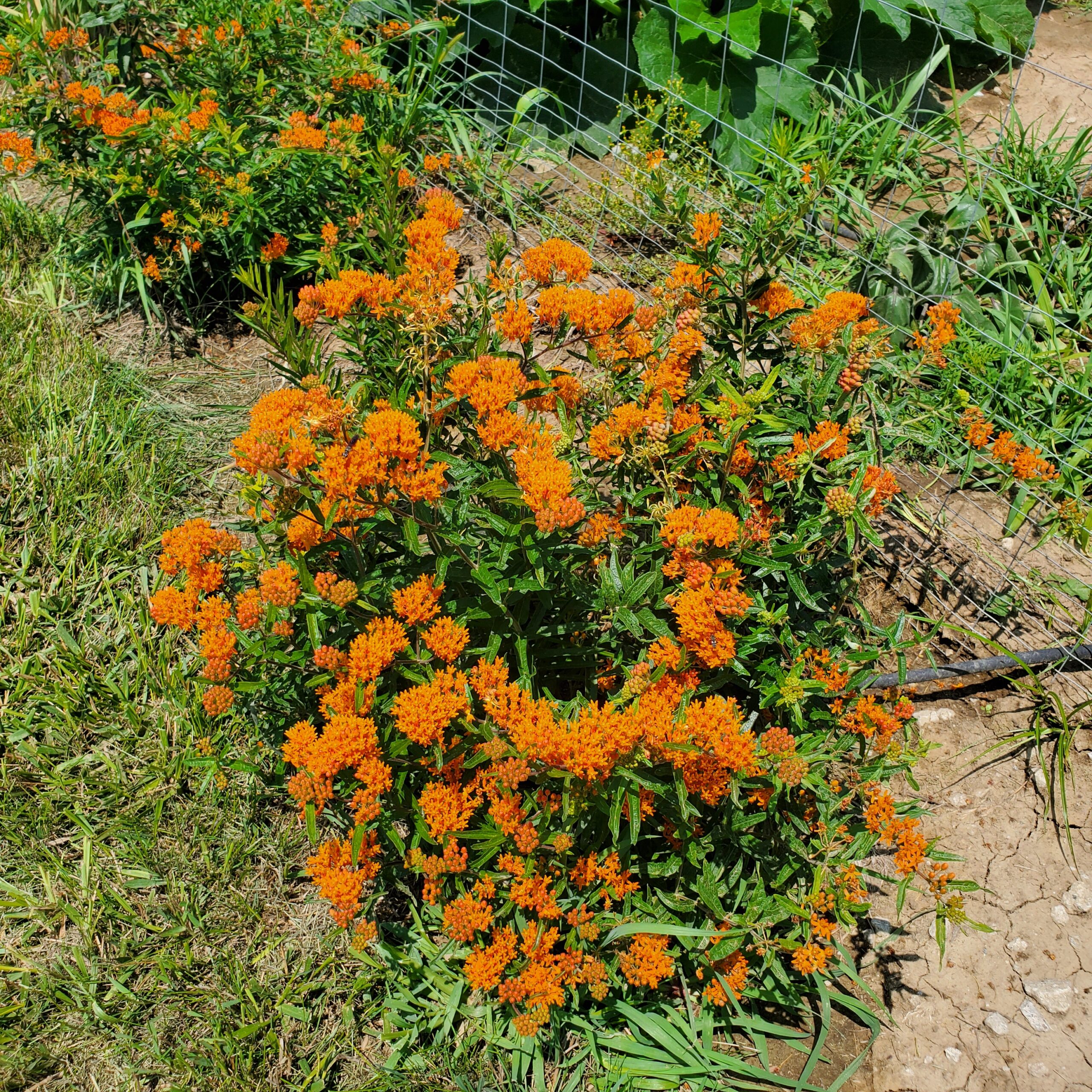Butterfly Milkweed - Image 2