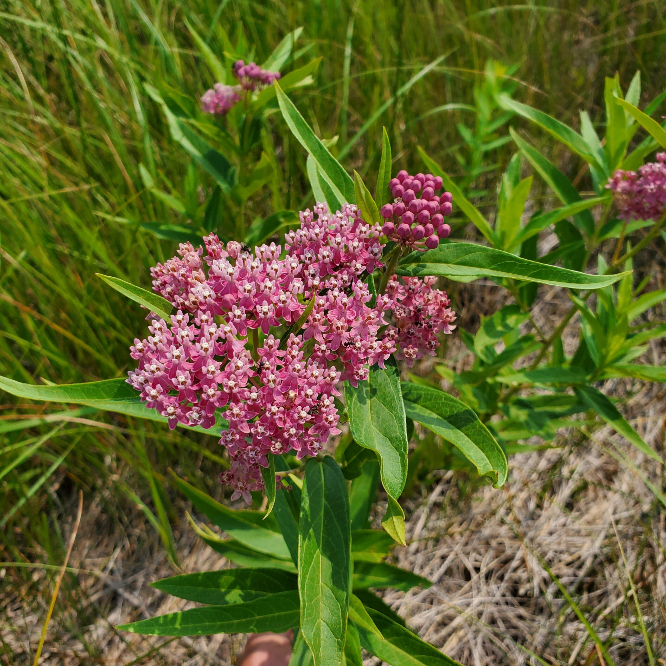 Milkweed, Swamp/Rose - Image 3