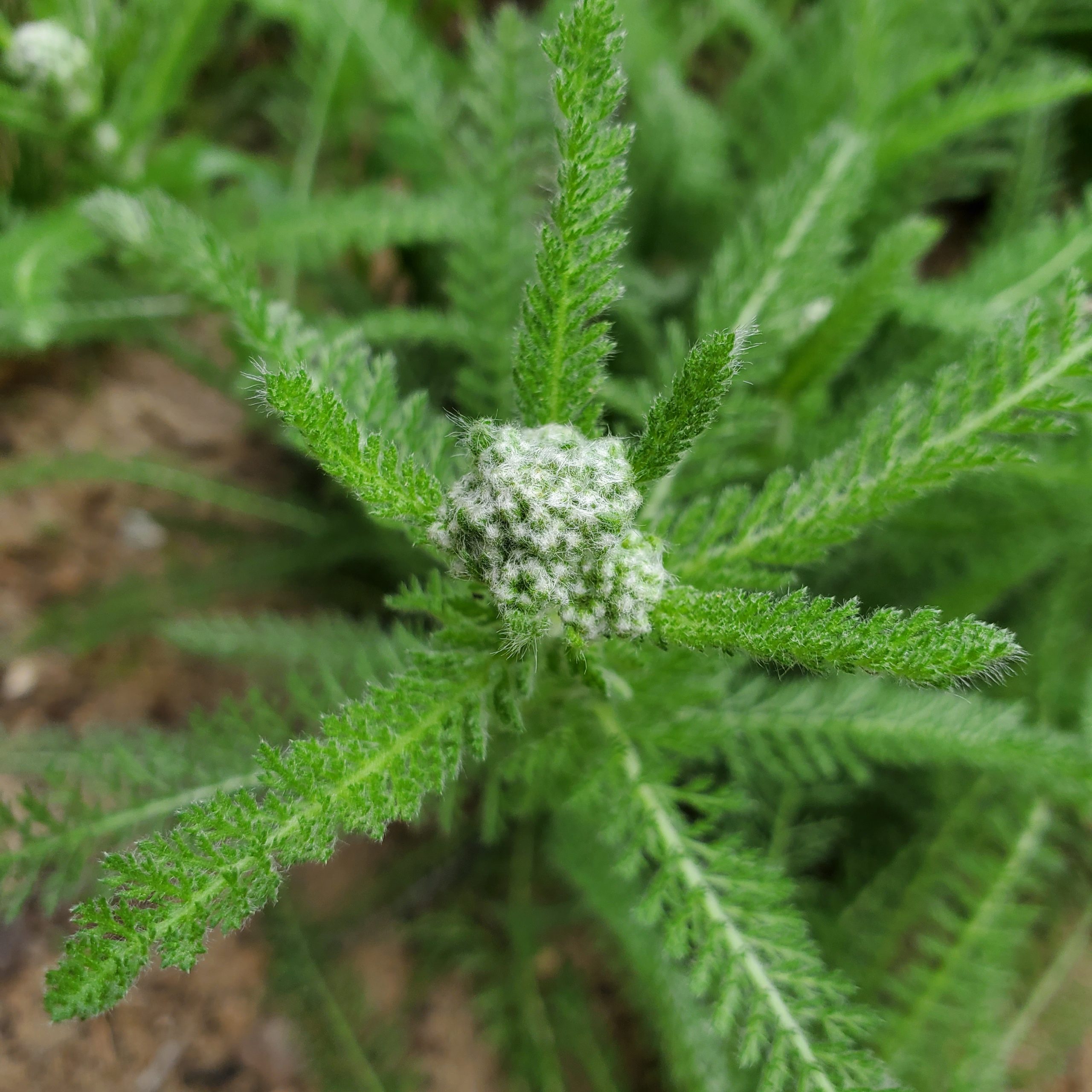 Western Yarrow - Image 5