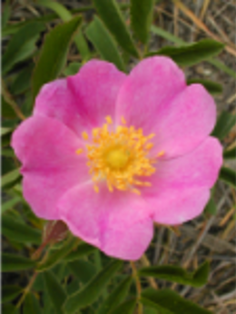 Arkansas Rose - Image 4