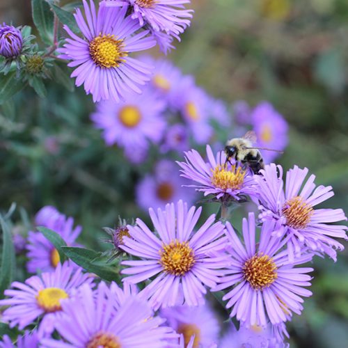 New England Aster