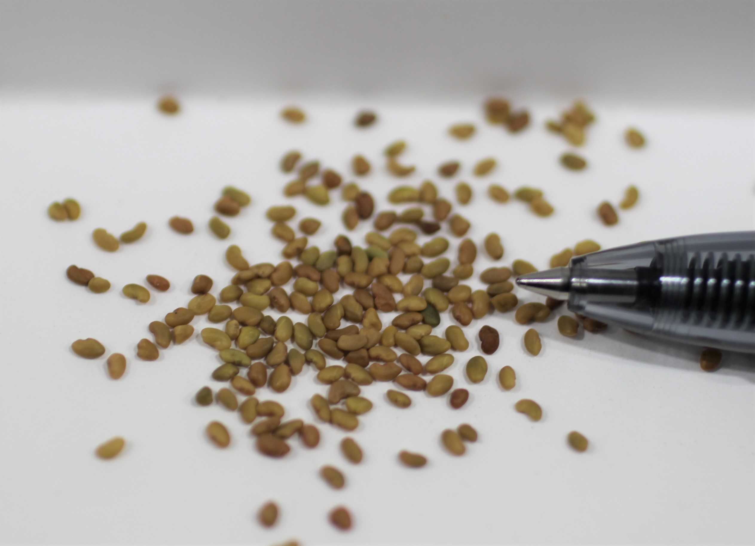 Alfalfa Seed, VNS – Star Seed Inc.