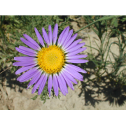 Prairie Aster