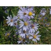Sky Blue Aster - Image 2