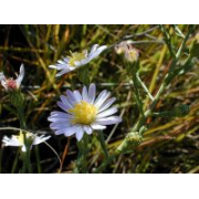 Smooth Blue Aster