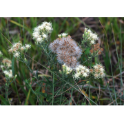 False Boneset - Image 2