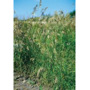 Brome Grass, Meadow