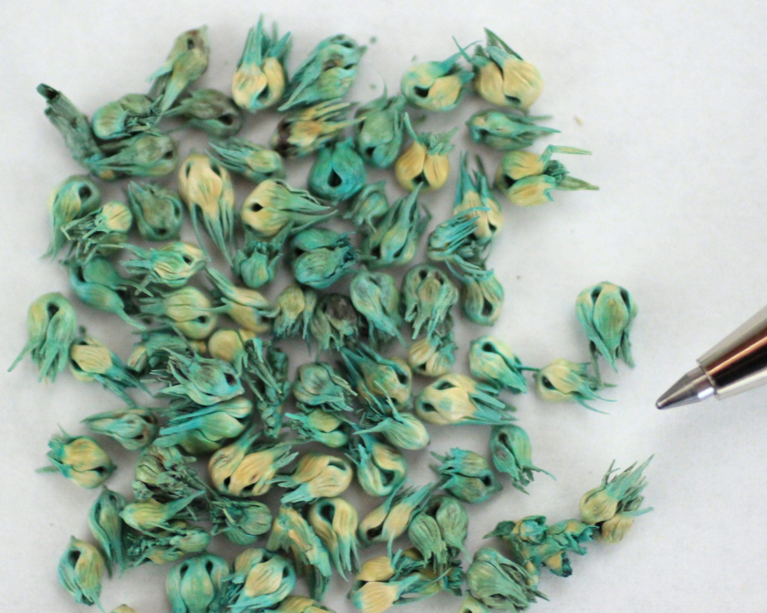 Buffalograss - Image 2