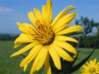 Compass Plant