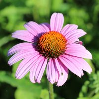 Purple Coneflower