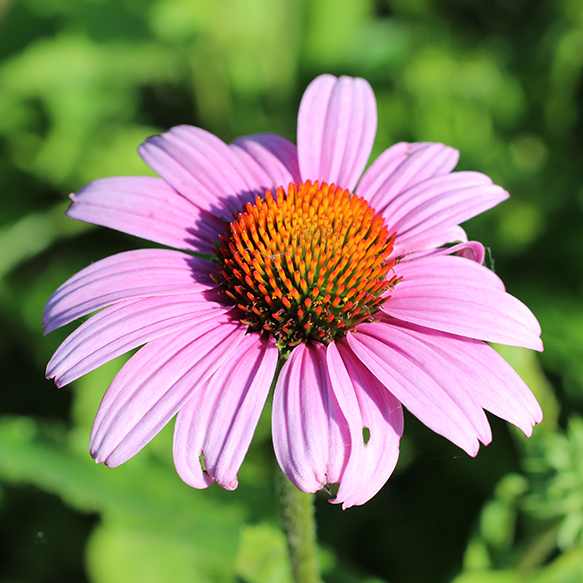 Purple Coneflower