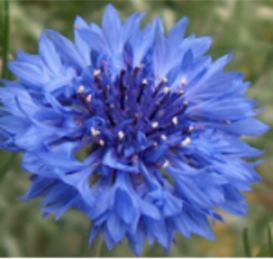 Cornflower