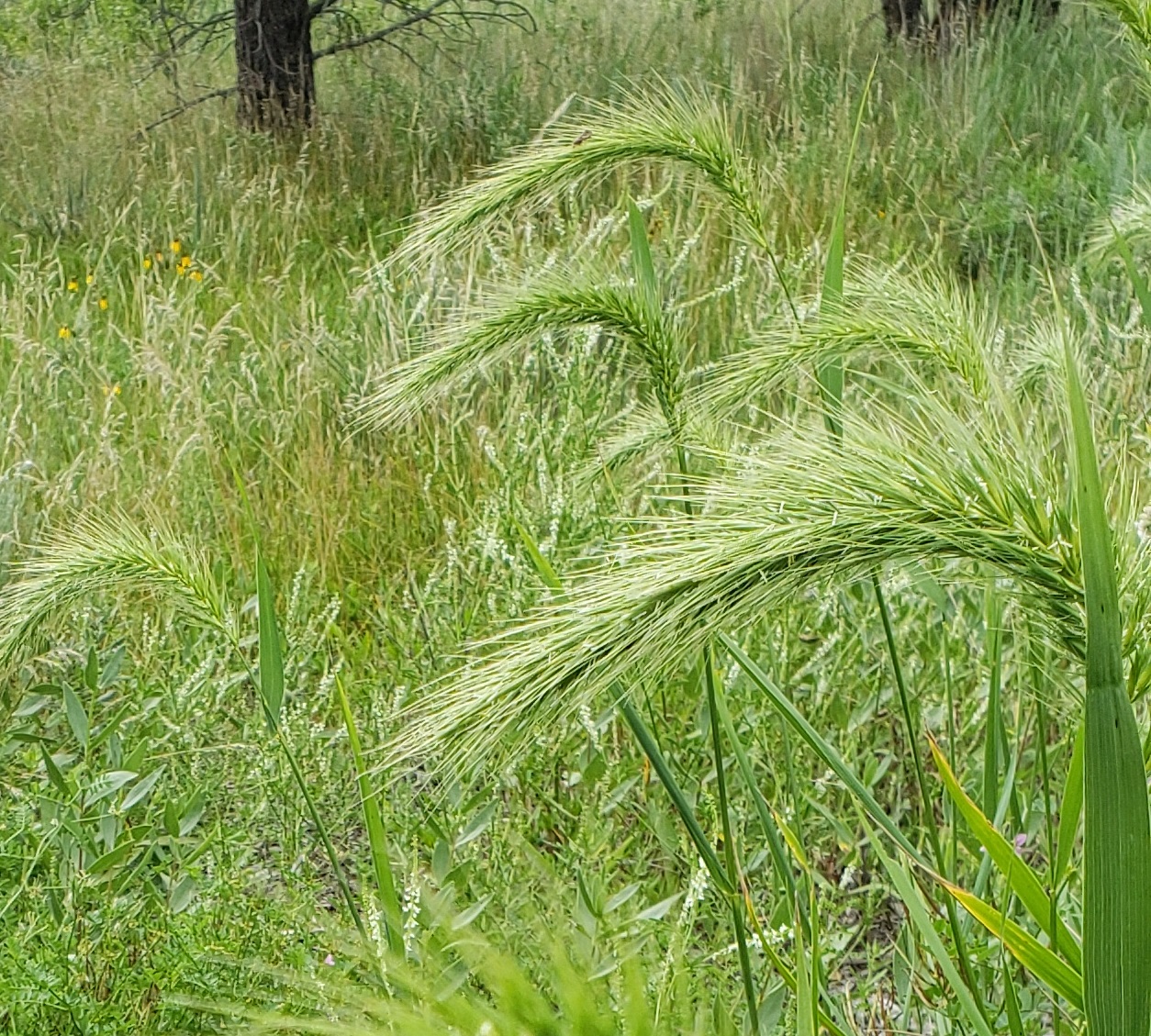 Canada wild rye discount