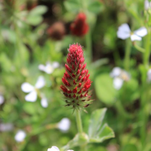 Crimson Clover