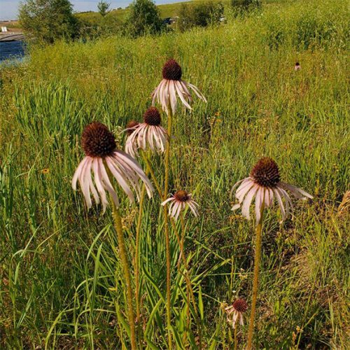 Pale Purple Coneflower