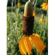 Upright Prairie Coneflower - Image 3