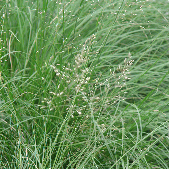 Prairie Dropseed