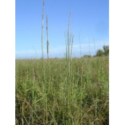 DROPSEED, ROUGH/TALL