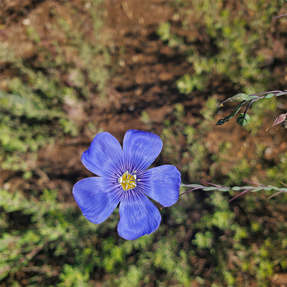 Blue Flax in Midwest Wildflower Mix