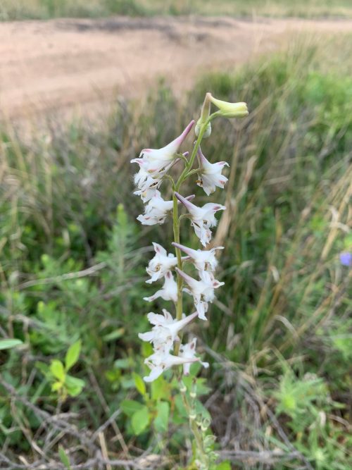 Foxglove Beardtongue