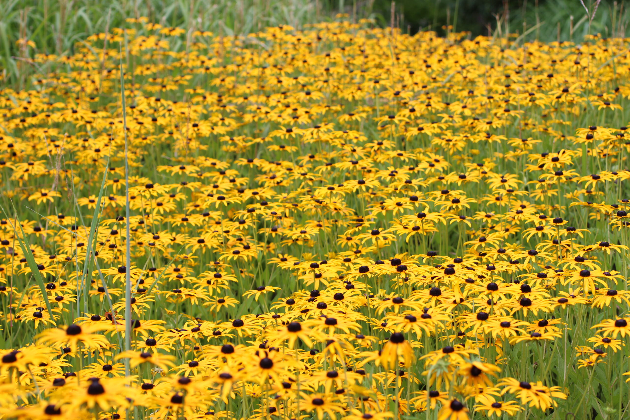Black Eyed Susan - Image 4
