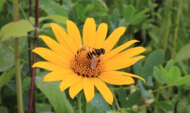 Pollinators & Wildflowers