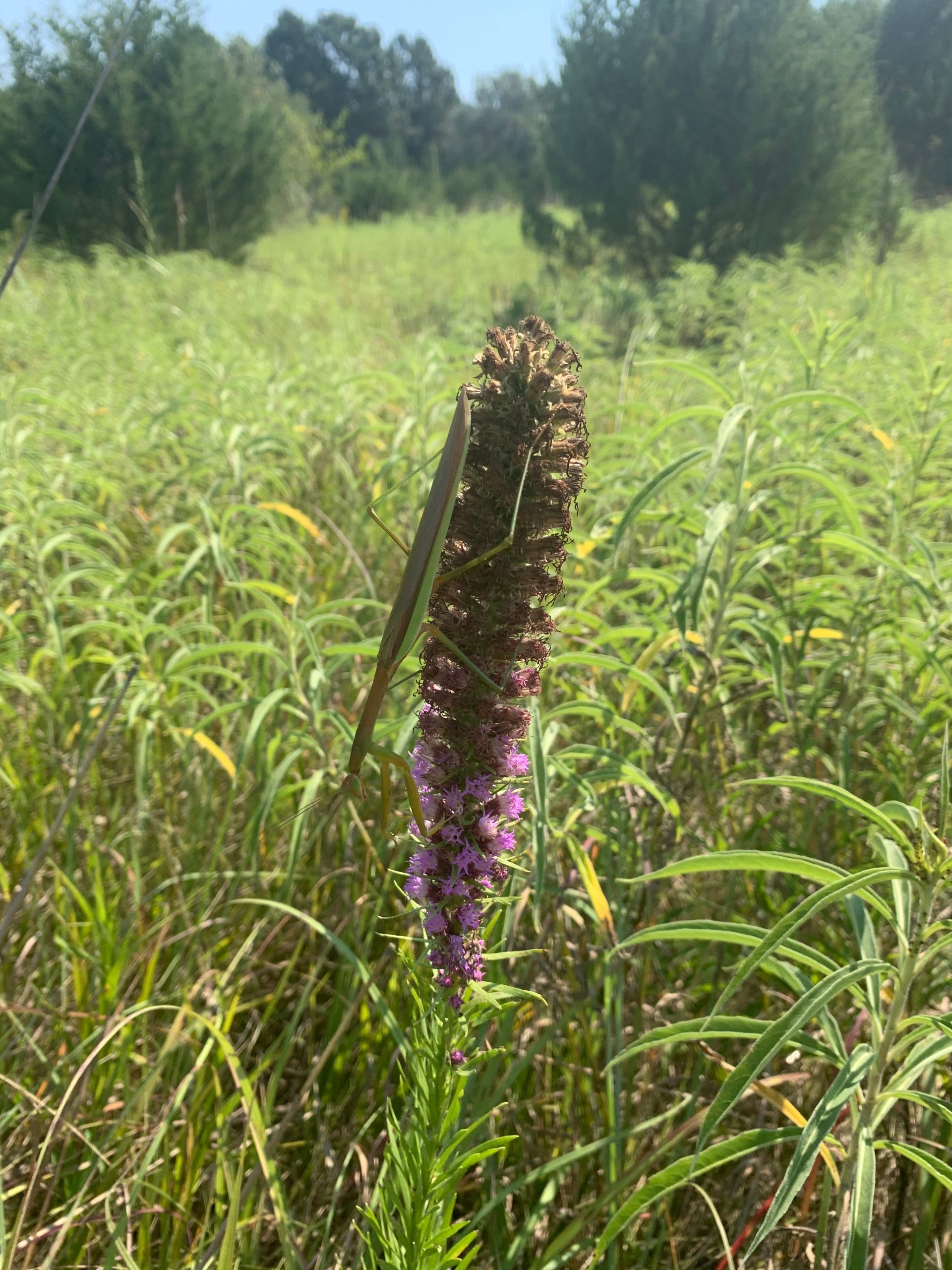 Thickspike Gayfeather - Image 3