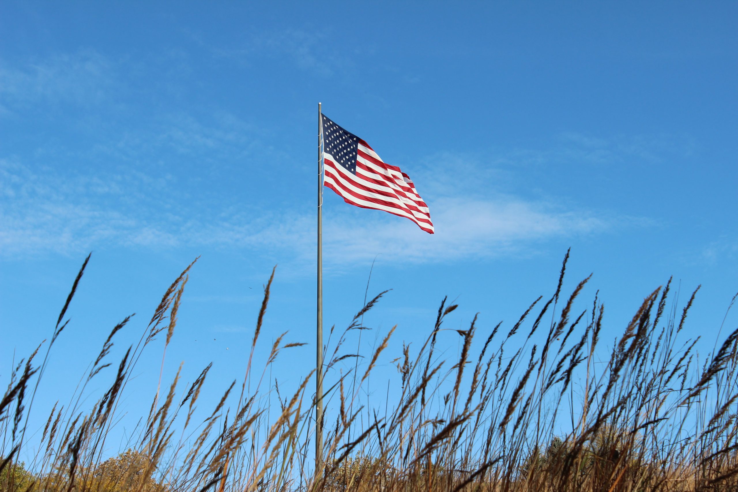 Indiangrass - Image 6