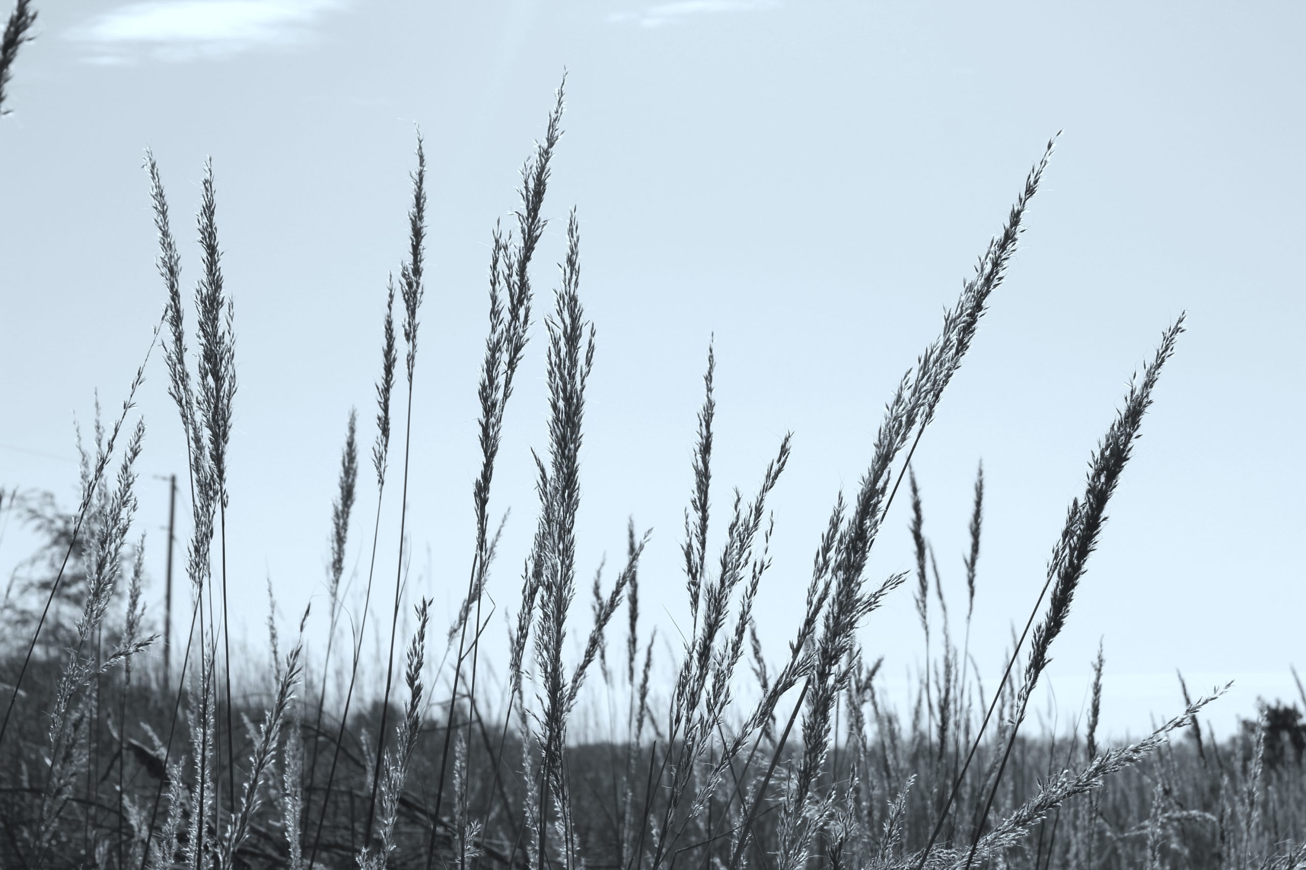 Indiangrass - Image 5