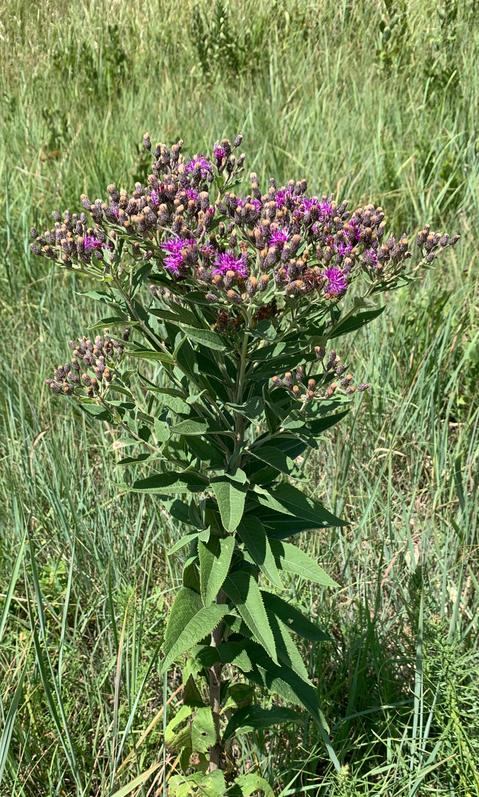 Ironweed, Baldwin's
