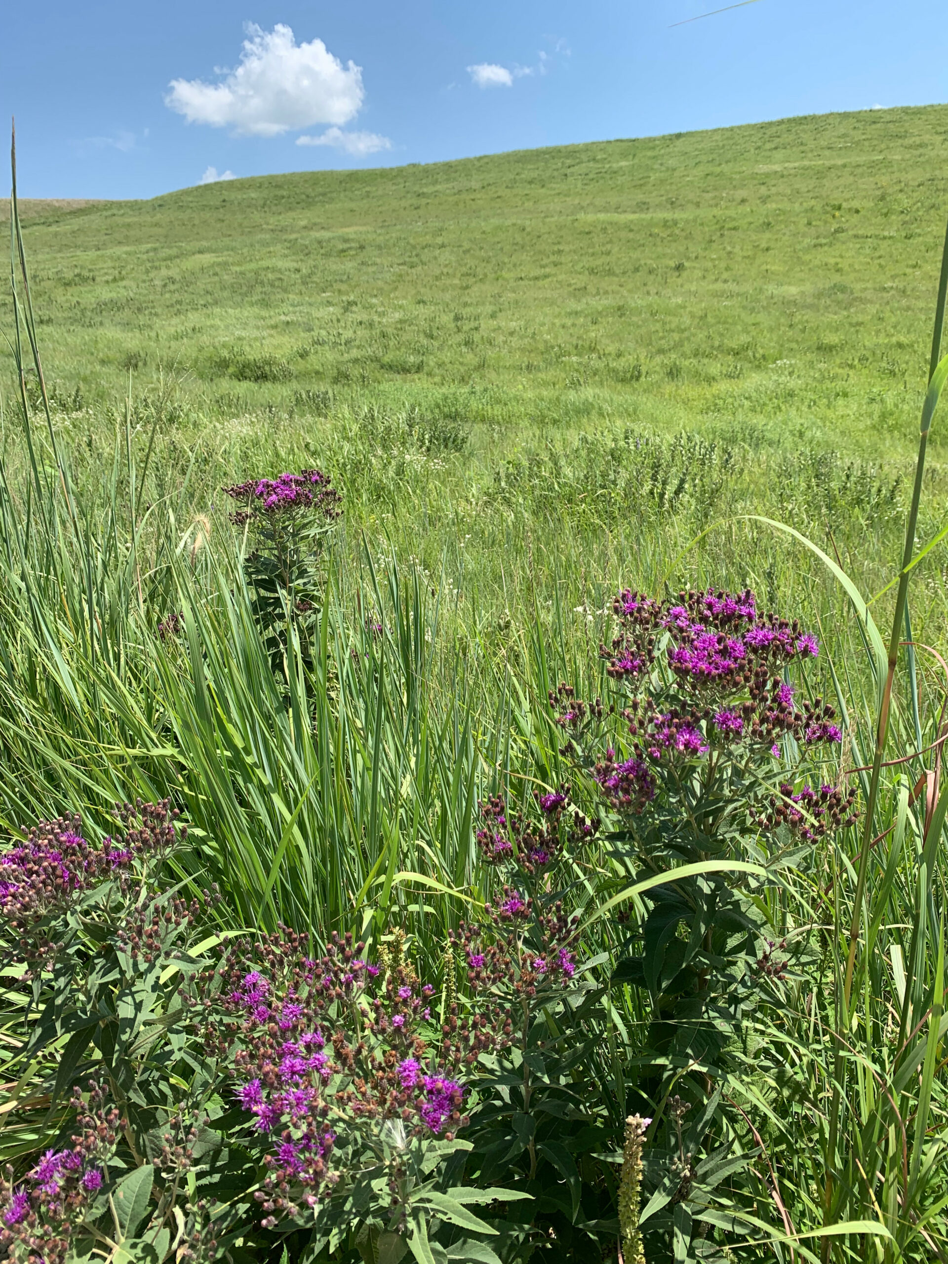 Ironweed, Baldwin's - Image 2