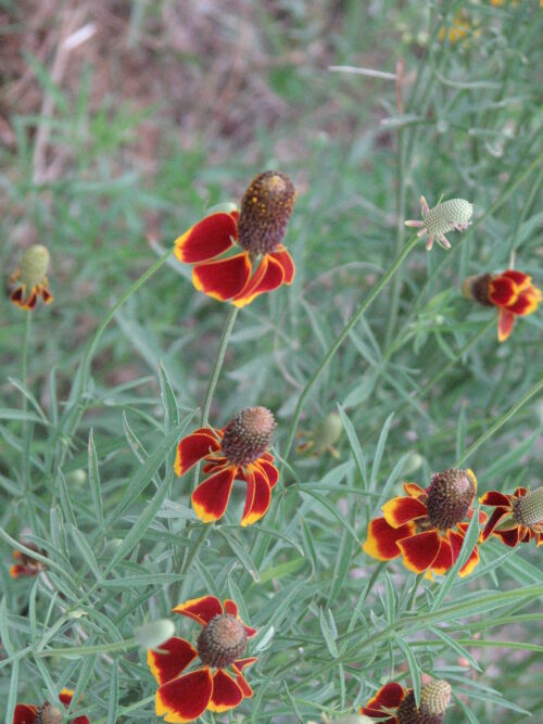 Mexican Hat