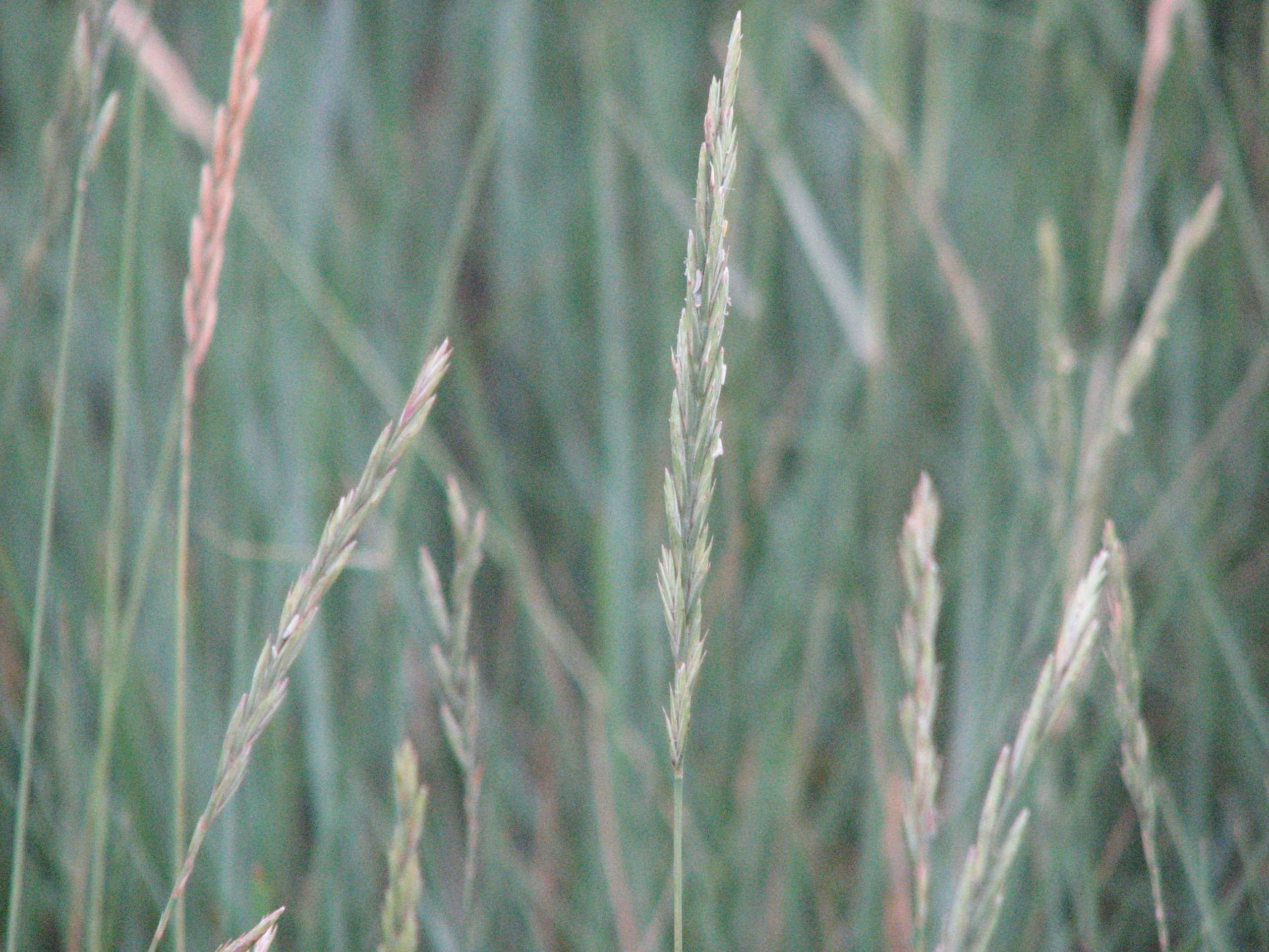 Western Wheatgrass - Image 2
