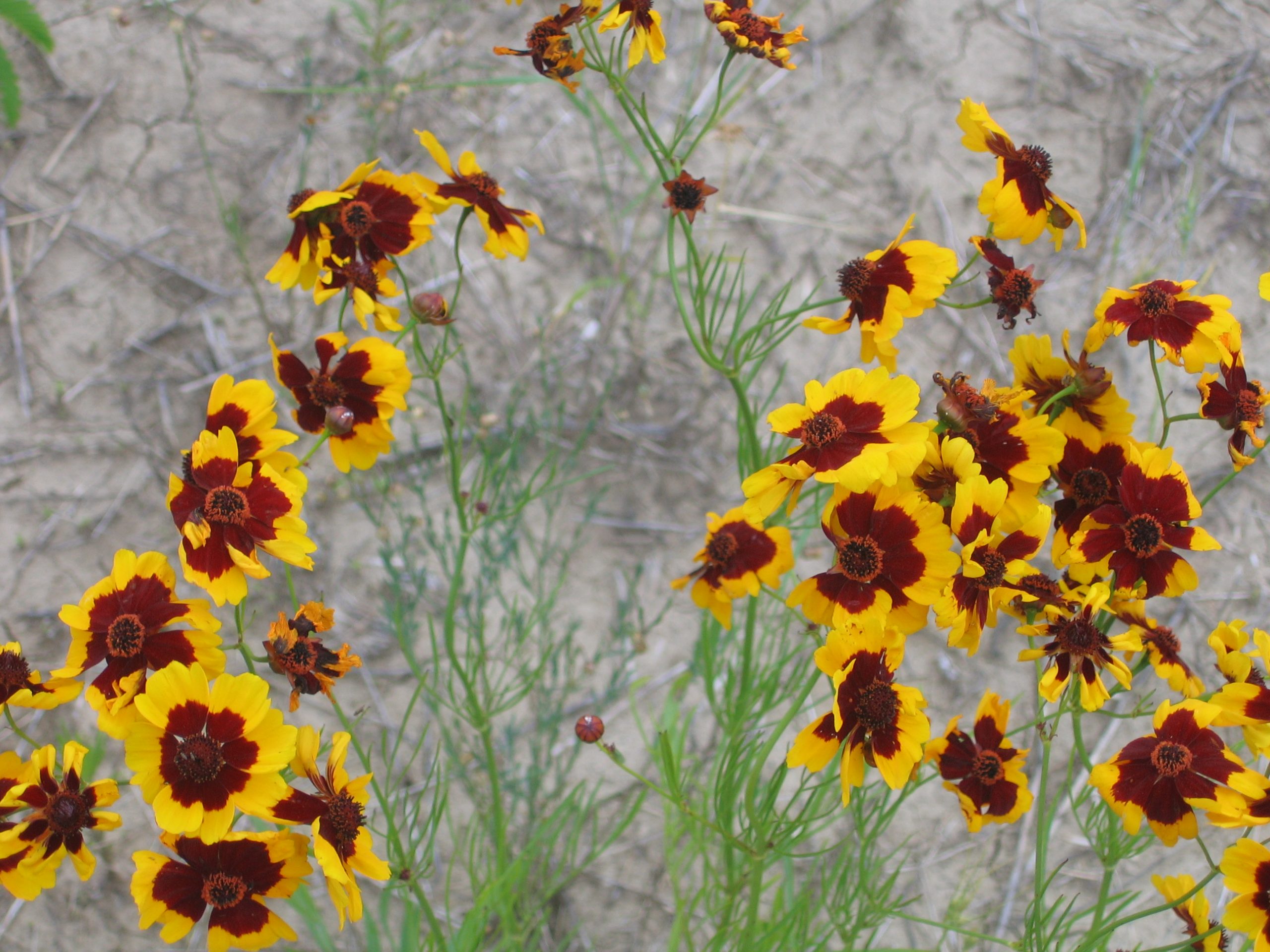 Plains Coreopsis - Image 3