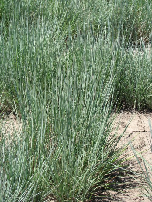 Little Bluestem