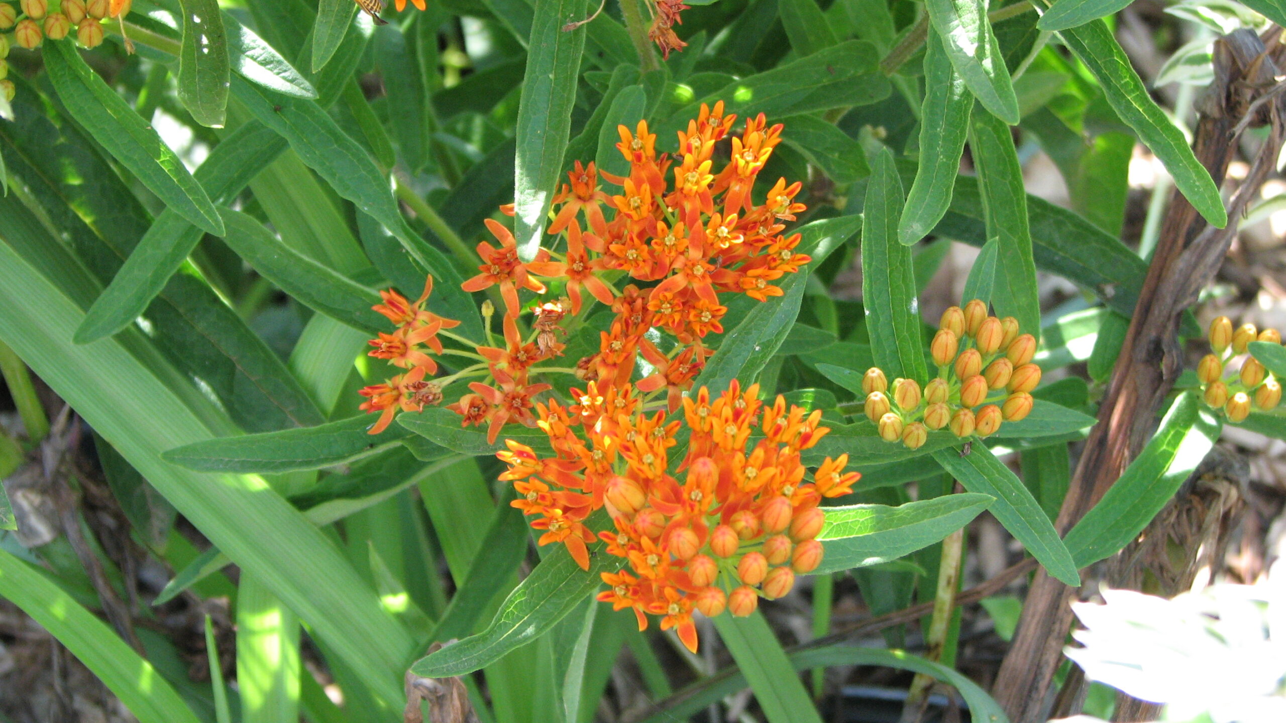 Big 12 Wildflower Mix - Image 4