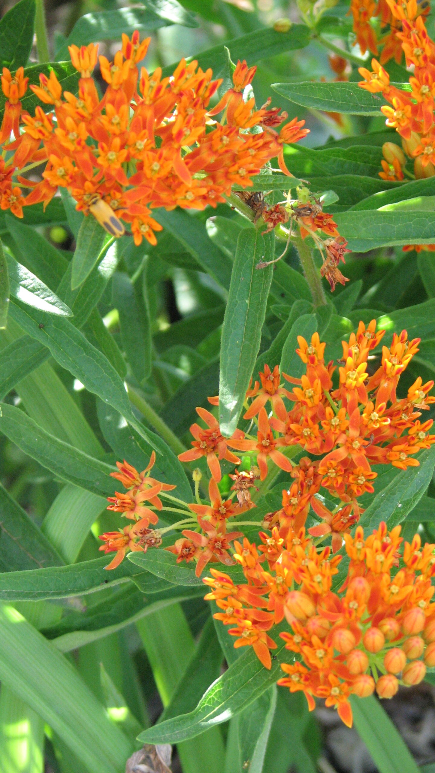 Butterfly Milkweed - Image 3