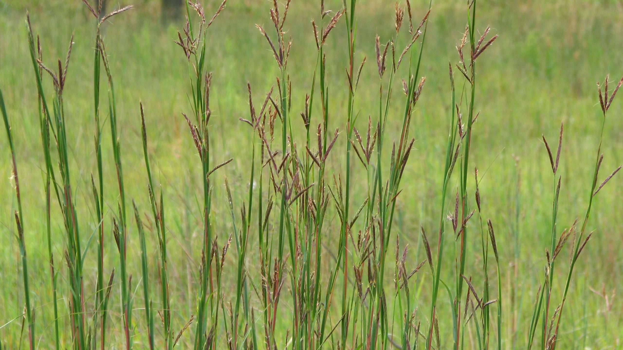 Big Bluestem