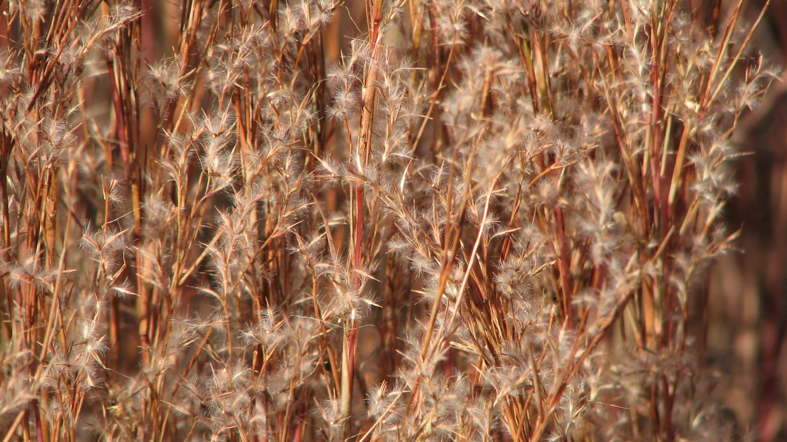 Little Bluestem - Image 3