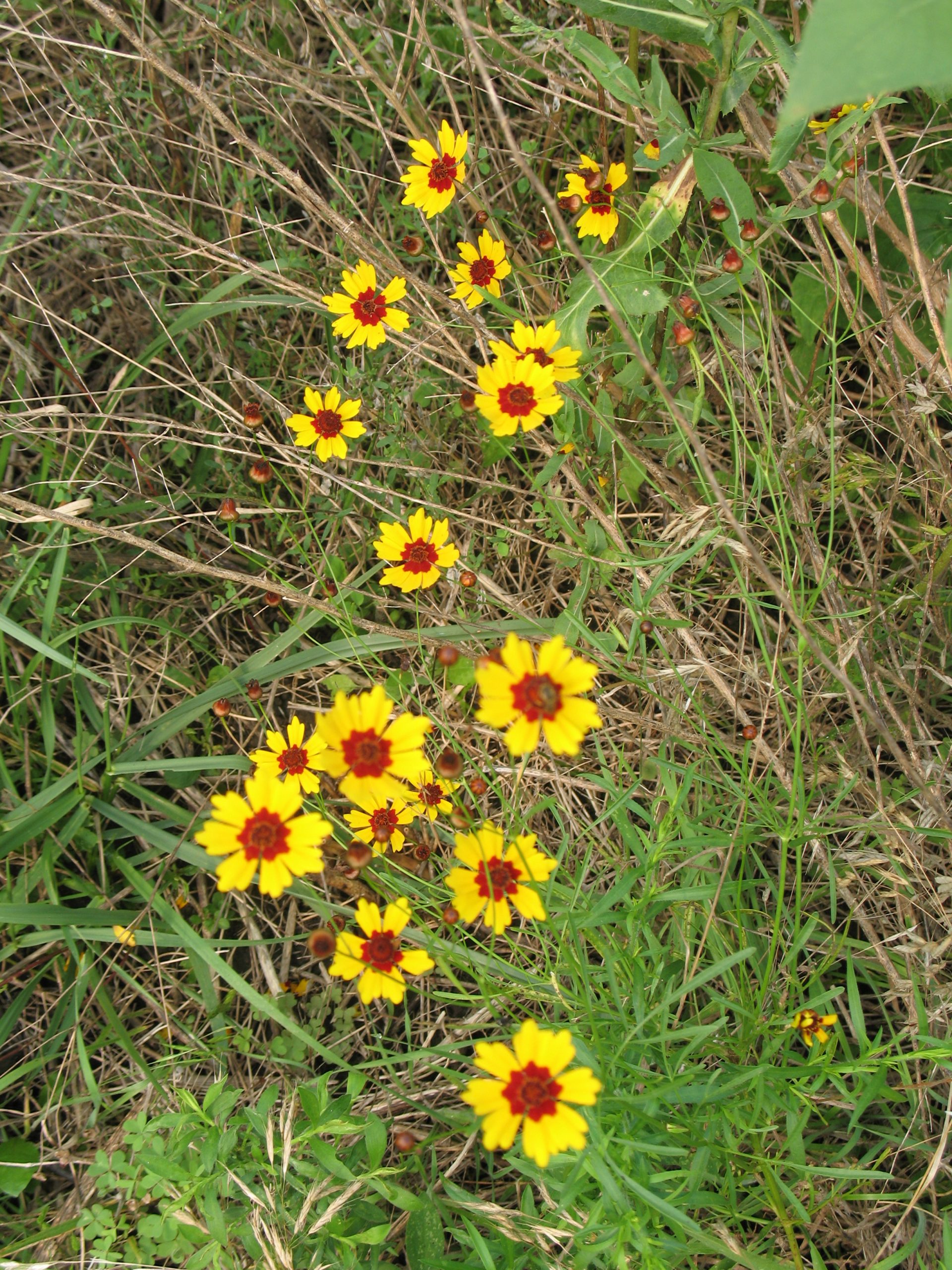 Plains Coreopsis - Image 4